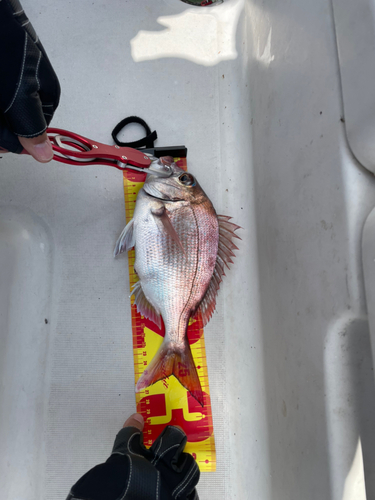 マダイの釣果