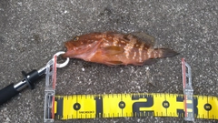 キジハタの釣果