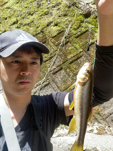 カワムツの釣果