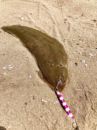 シタビラメの釣果