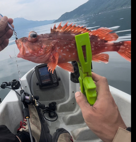 ウッカリカサゴの釣果