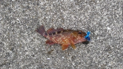 アラカブの釣果