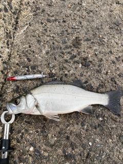 スズキの釣果