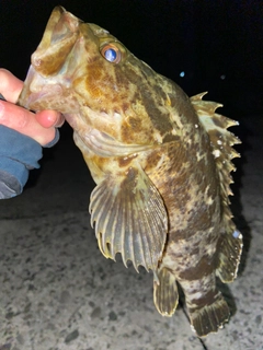 タケノコメバルの釣果