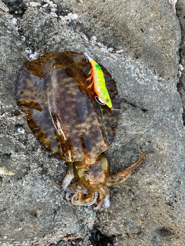 イカの釣果