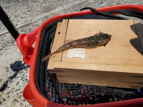 イワシの釣果