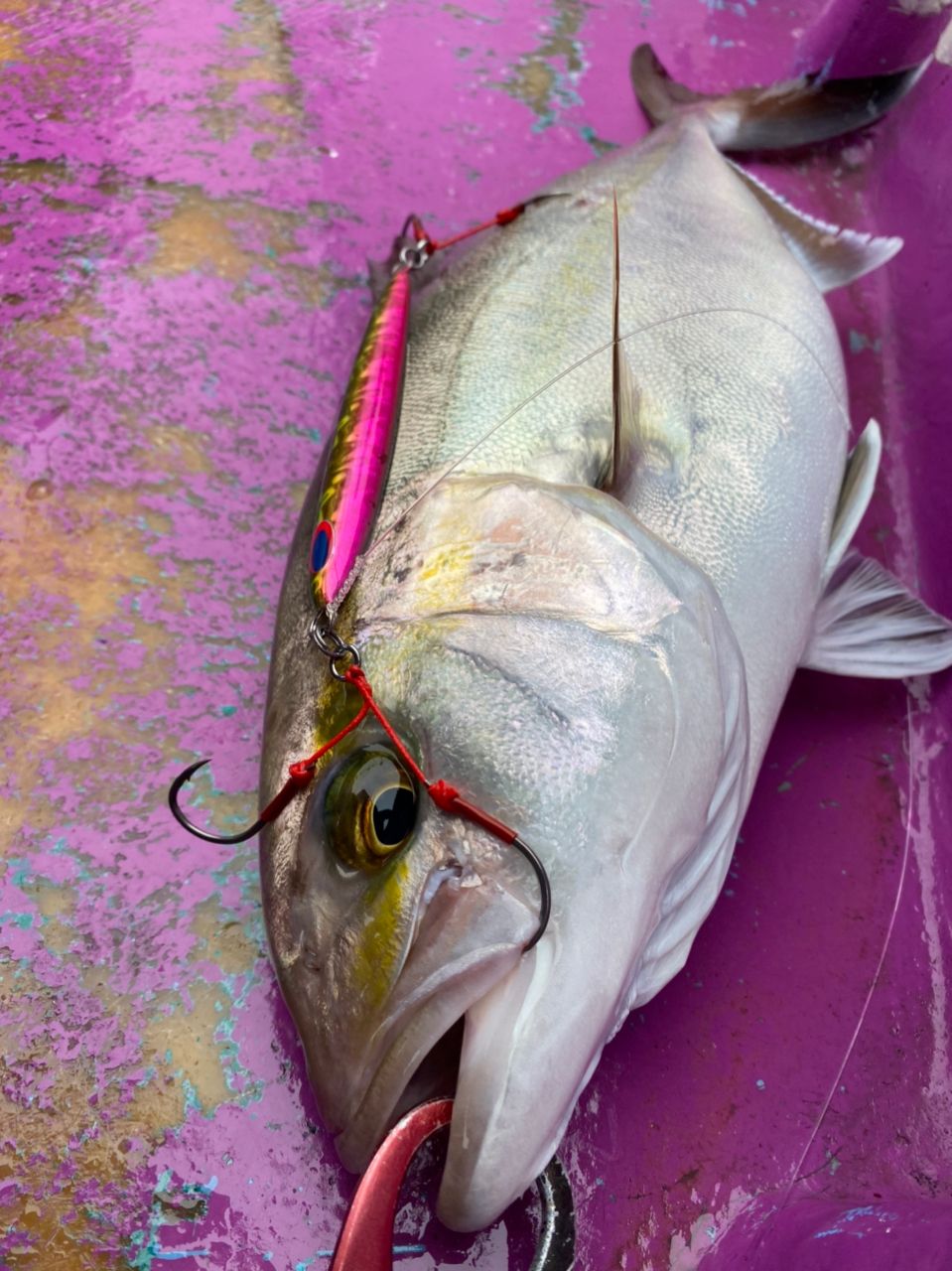 なに丸@駿河湾さんの釣果 2枚目の画像