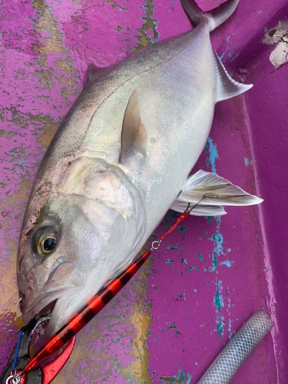 なに丸@駿河湾さんの釣果 3枚目の画像