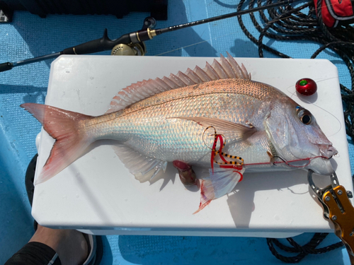 タイの釣果