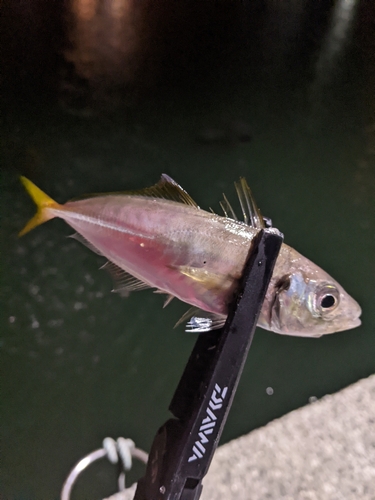 タイの釣果