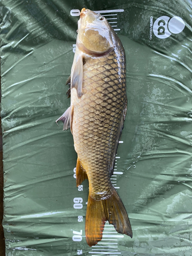 コイの釣果