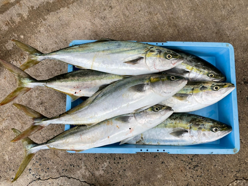 ワラサの釣果