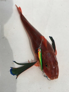 ホウボウの釣果