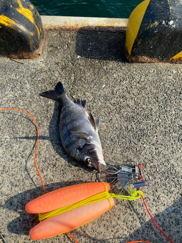 チヌの釣果