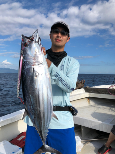 カツオの釣果