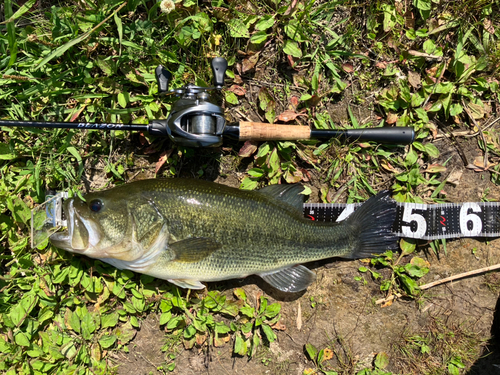 ブラックバスの釣果