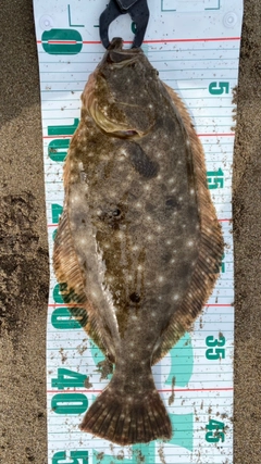 ヒラメの釣果