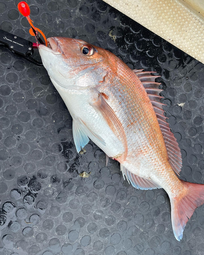 マダイの釣果