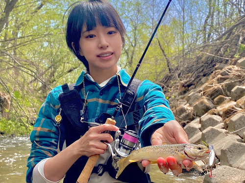 ブラウントラウトの釣果