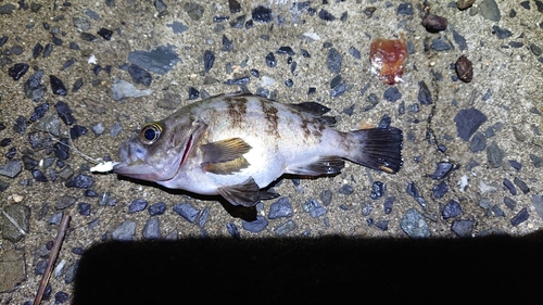 アカメバルの釣果