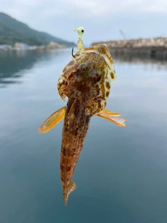 アナハゼの釣果