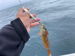 アナハゼの釣果