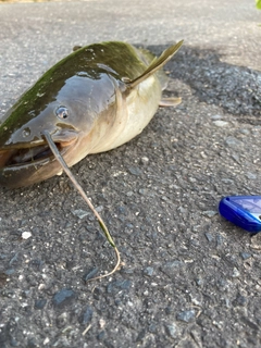 ナマズの釣果