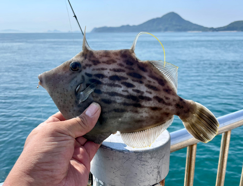 カワハギの釣果