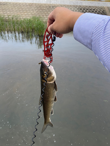 ニゴイの釣果