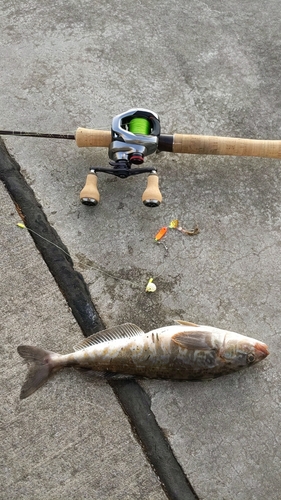 ホッケの釣果