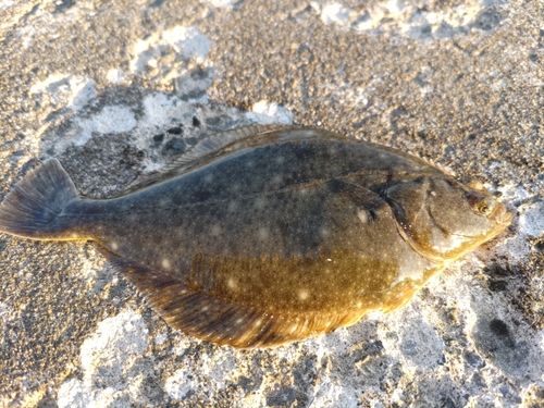 カレイの釣果