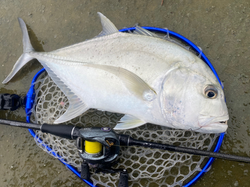 ロウニンアジの釣果