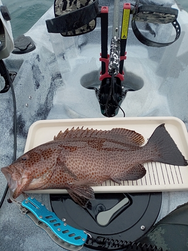 オオモンハタの釣果