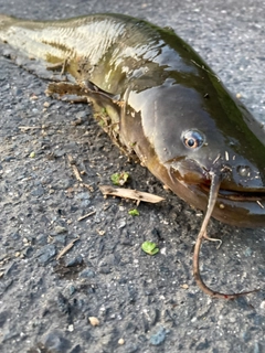 ナマズの釣果