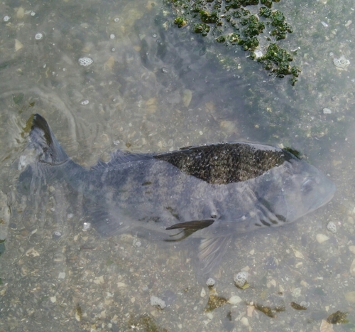 チヌの釣果