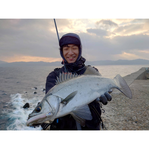 ヒラスズキの釣果