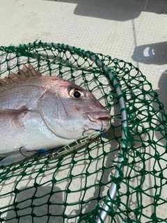 タイの釣果