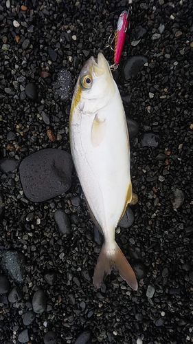 ショゴの釣果