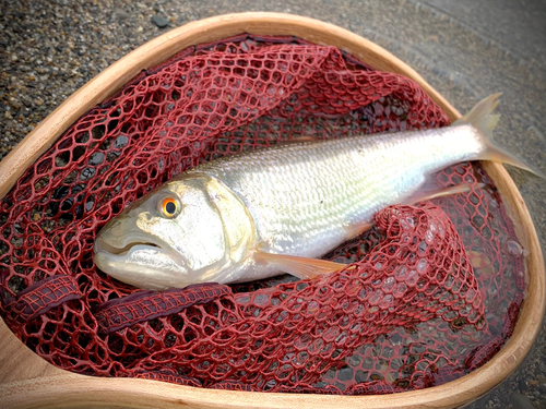 ケタバスの釣果