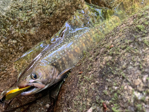 イワナの釣果