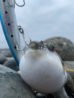 クサフグの釣果