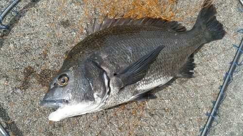 チヌの釣果