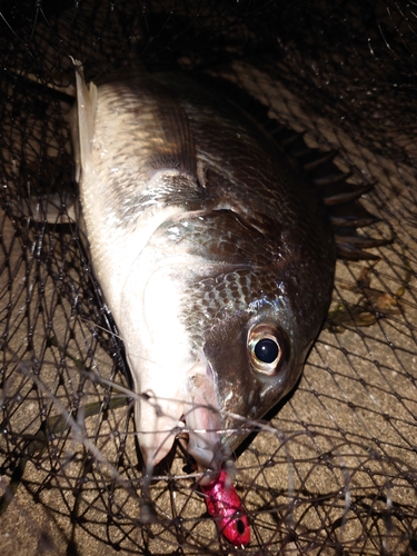 キビレの釣果