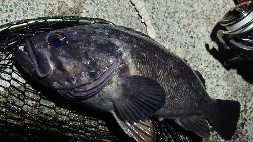 クロソイの釣果