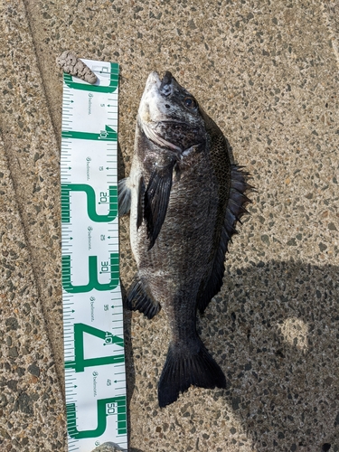 クロダイの釣果