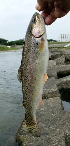 ニジマスの釣果