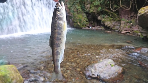 アマゴの釣果