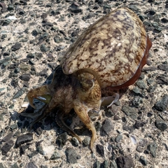 モンゴウイカの釣果