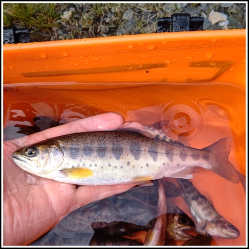 アマゴの釣果