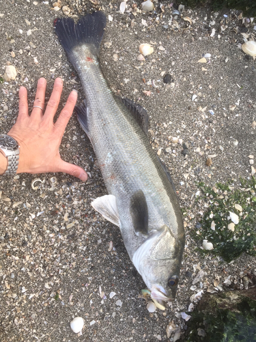 シーバスの釣果